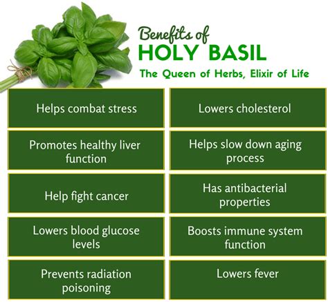 The Benefits of Tulsi (Holy Basil) .